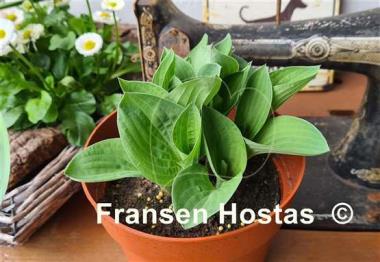 Hosta Abiqua Trumpet 