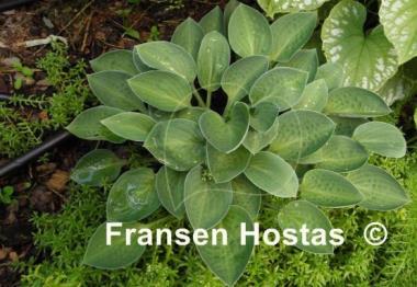 Hosta Abiqua Trumpet