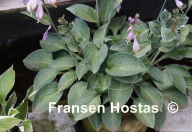 Hosta Abiqua Trumpet