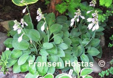 Hosta Abiqua Trumpet