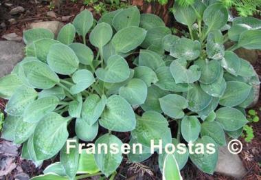 Hosta Abiqua Trumpet
