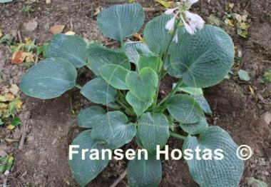 Hosta Abraham Lincoln