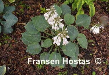 Hosta Abraham Lincoln