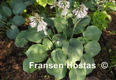 Hosta Abraham Lincoln
