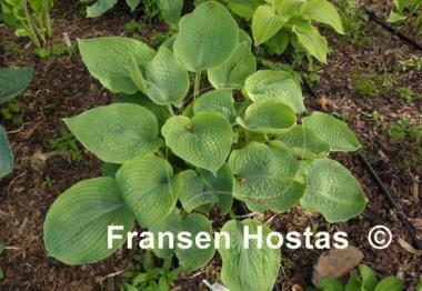 Hosta Abraham Lincoln