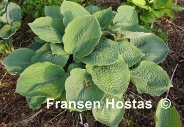 Hosta Abraham Lincoln