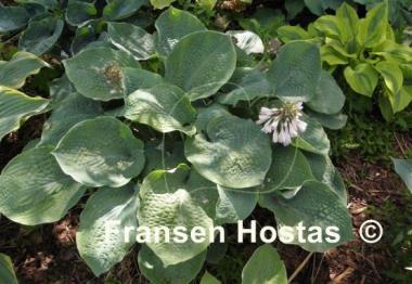 Hosta Abraham Lincoln