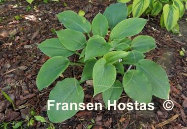 Hosta Abraham Lincoln