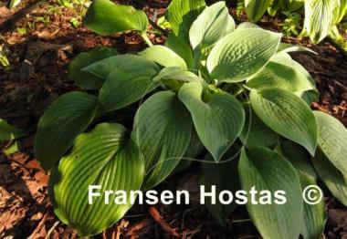 Hosta Abraham Lincoln