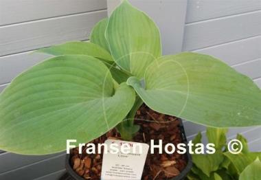 Hosta Abundant Love