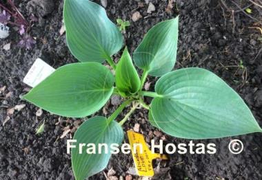 Hosta Abundant Love