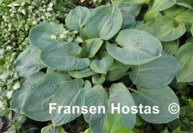 Hosta Academy Blue Titan