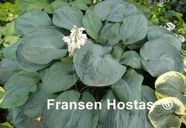Hosta Academy Blue Titan