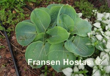 Hosta Academy Blue Titan