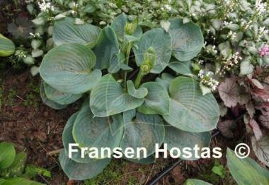 Hosta Academy Blue Titan