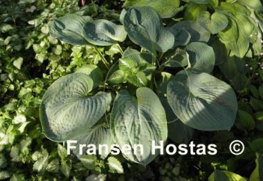 Hosta Academy Blue Titan