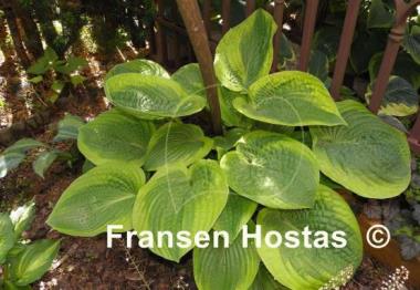 Hosta Academy Blushing Recluse