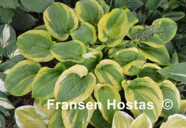 Hosta Academy Blushing Recluse