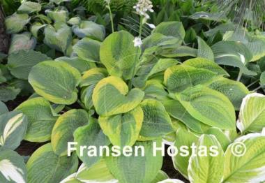 Hosta Academy Blushing Recluse