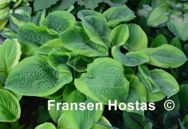 Hosta Academy Blushing Recluse