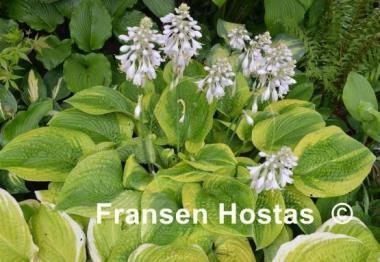 Hosta Academy Blushing Recluse