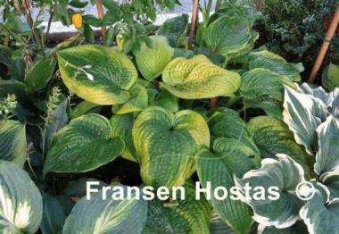 Hosta Academy Blushing Recluse