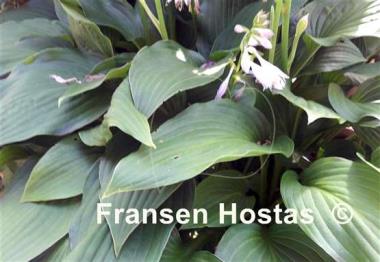 Hosta Academy Devon Moor