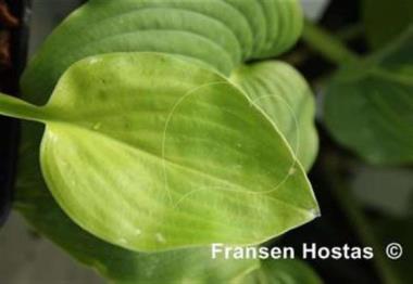 Hosta Academy Flaxen Spades