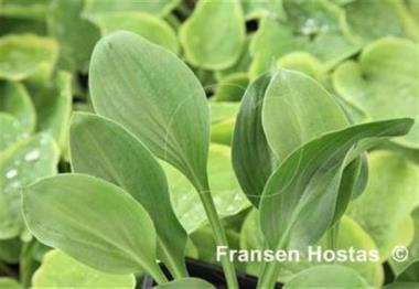 Hosta Academy Flora
