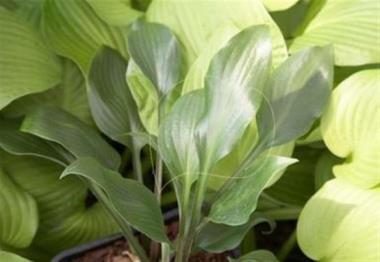 Hosta Academy Mavrodaphne