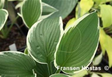 Hosta Academy Redundant