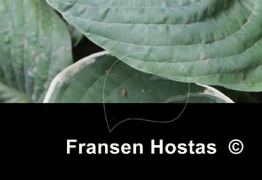 Hosta Academy Tousled Turkey