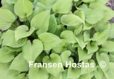 Hosta Ada Reed