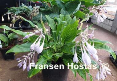 Hosta Addicted to Love