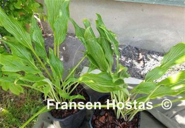 Hosta Addicted to Love
