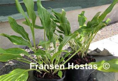 Hosta Addicted to Love