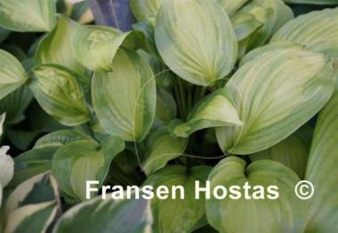 Hosta Adorable