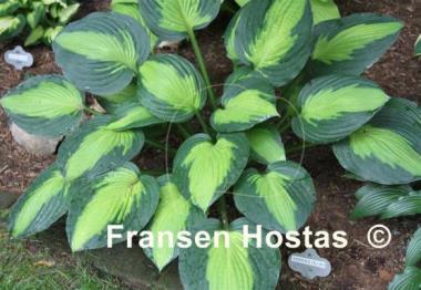 Hosta Adrian's Glory