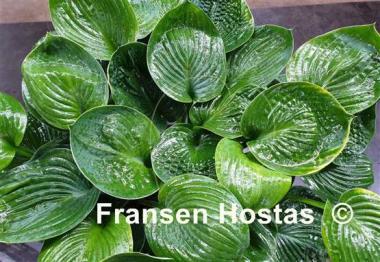 Hosta After Party