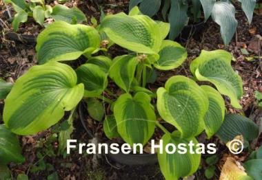 Hosta Afterglow