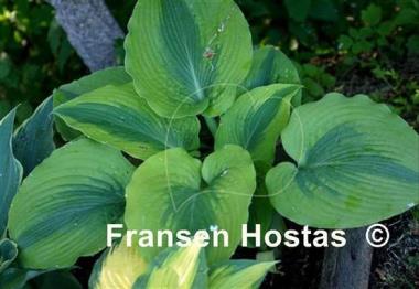 Hosta Afterglow