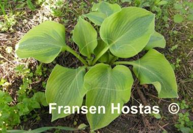 Hosta Afternoon Delight