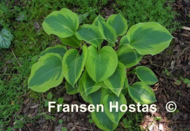 Hosta Afternoon Delight