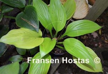 Hosta Age of Gold