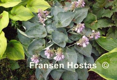 Hosta Ah-ha-ha-bah