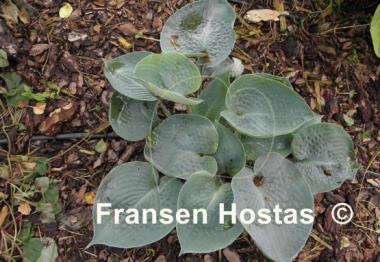 Hosta Ah-ha-ha-bah