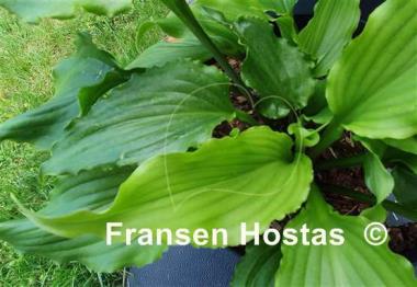 Hosta Ain't Misbehavin