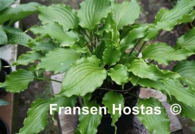 Hosta Ain't Misbehavin