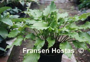 Hosta Ain't Misbehavin