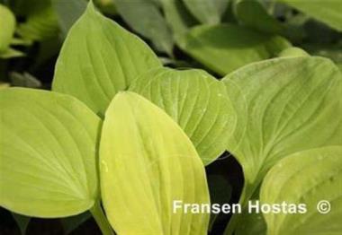 Hosta Alabama Gold